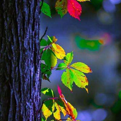 安博体育的最新版本截图